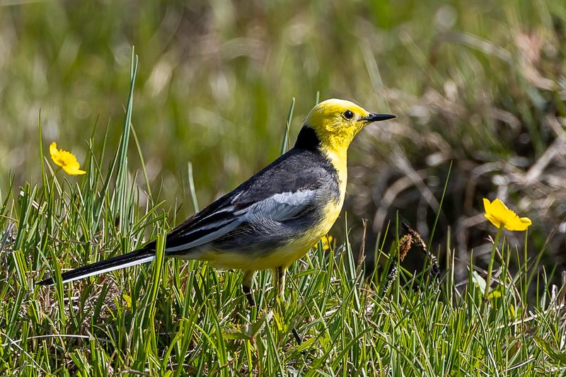 Citrine Wagtail