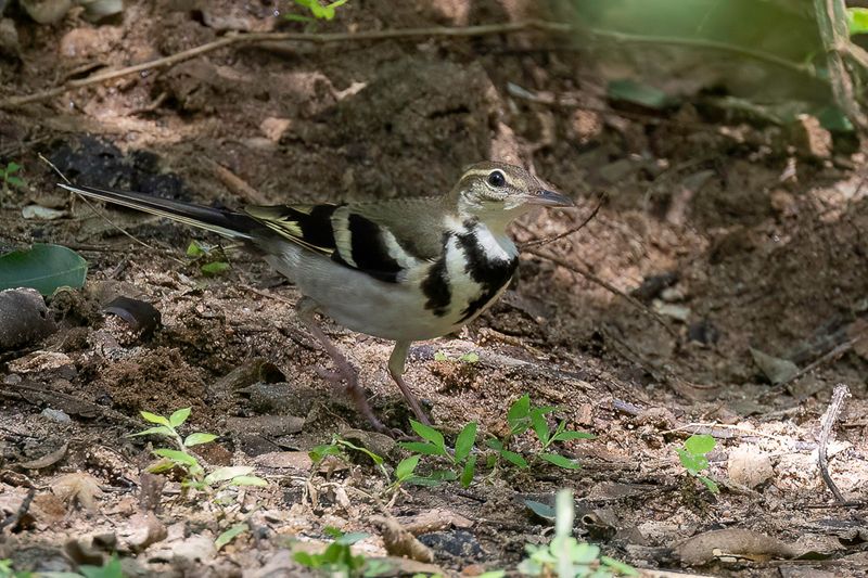 Forest Wagtail