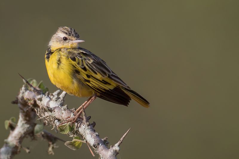Golden Pipit