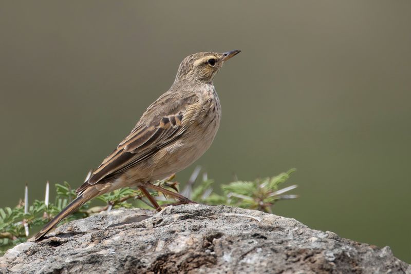 Long-billed Pipit