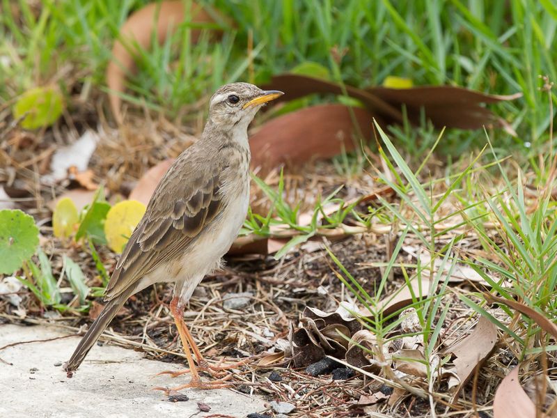 Long-legged Pipit