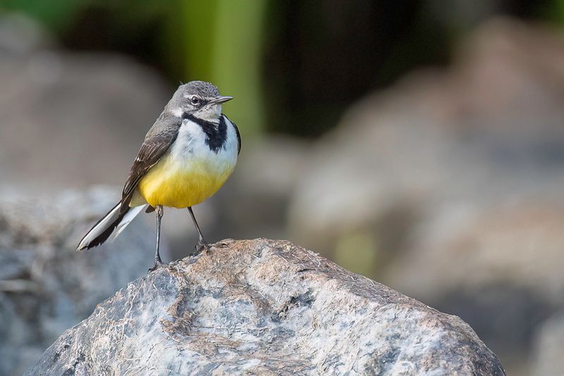 Madagascar Wagtail