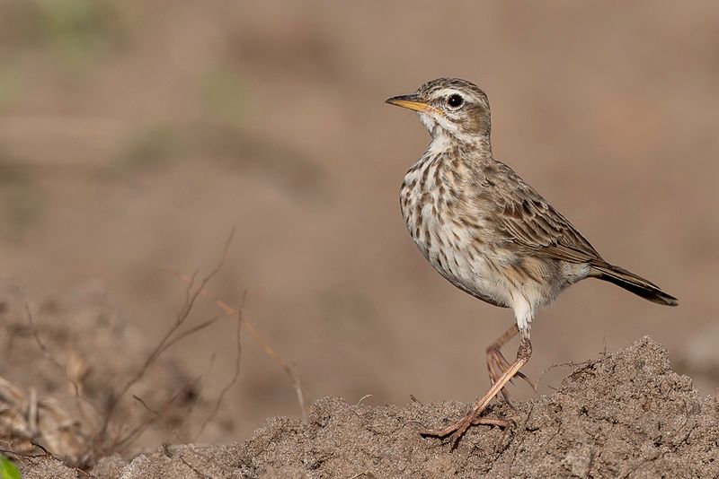 Malindi Pipit