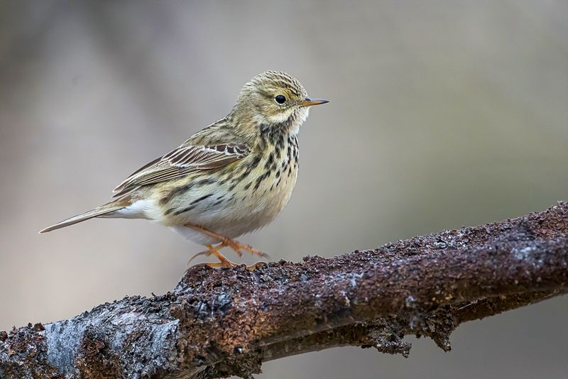 Meadow Pipit