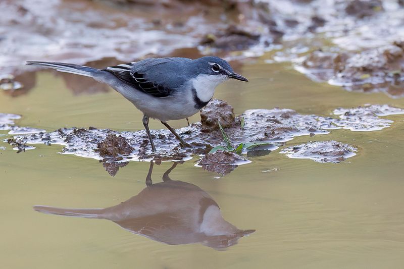 Mountain Wagtail