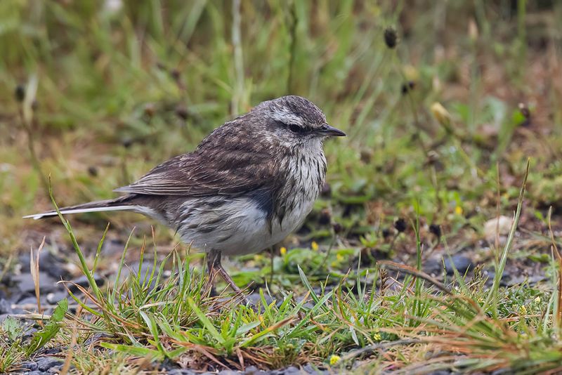 New Zealand Pipit