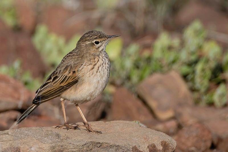 Nicholson's Pipit
