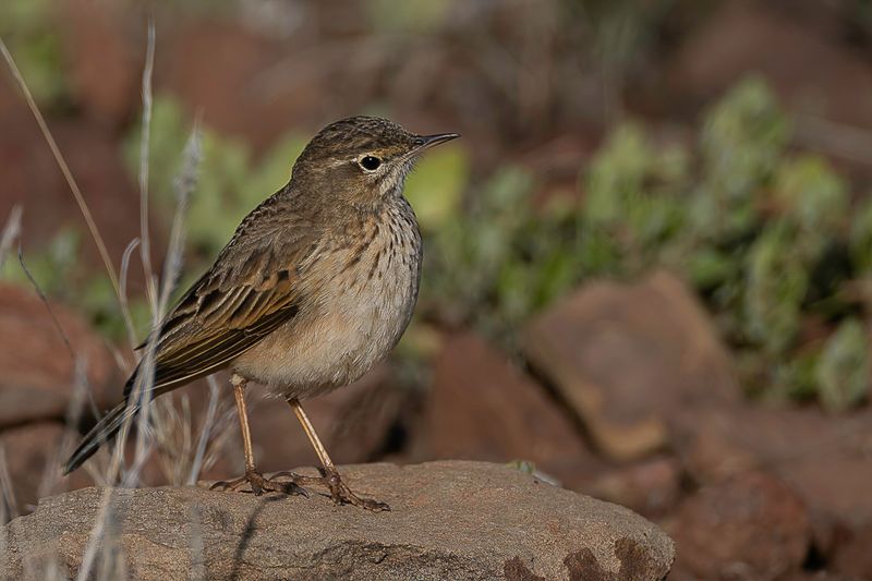Nicholson's Pipit