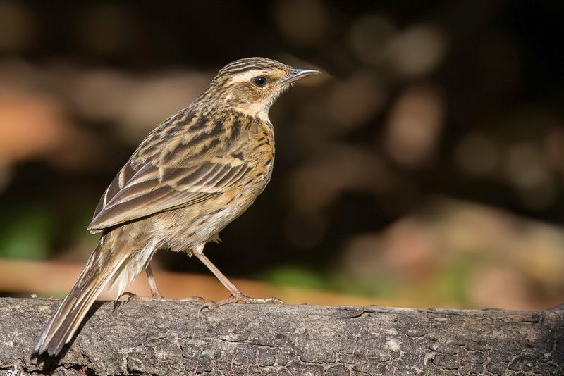 Nilgiri Pipit