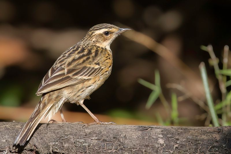 Nilgiri Pipit