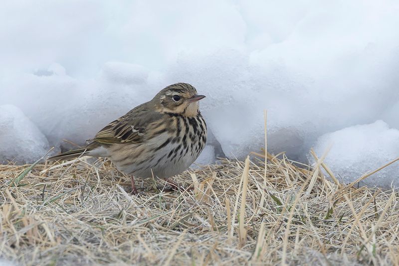 Olive-backed Pipit