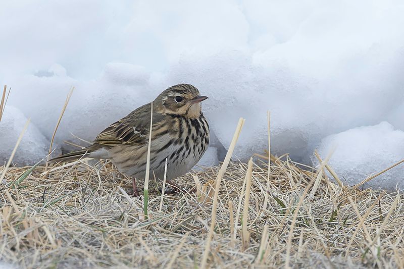Olive-backed Pipit