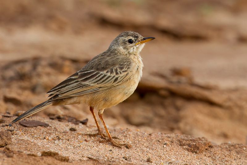 Plain-backed Pipit