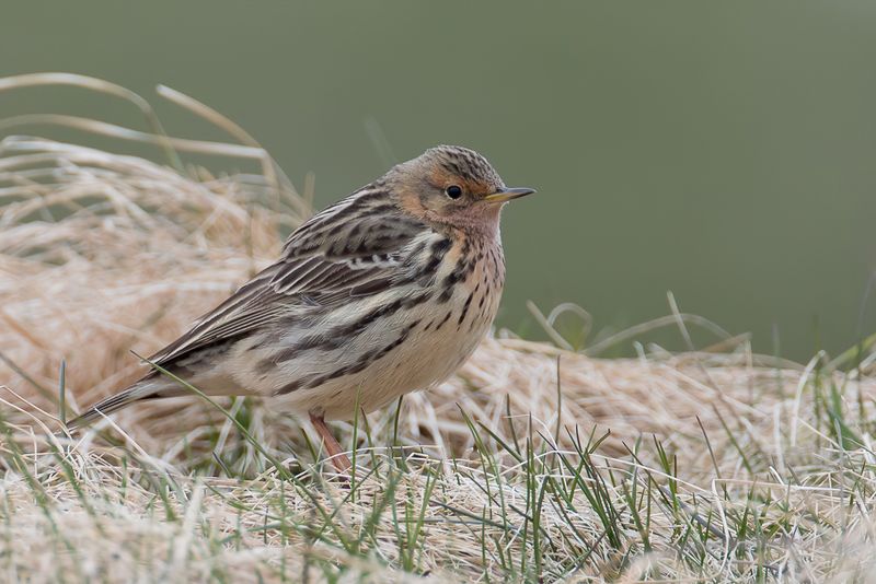 Red-throated Pipit