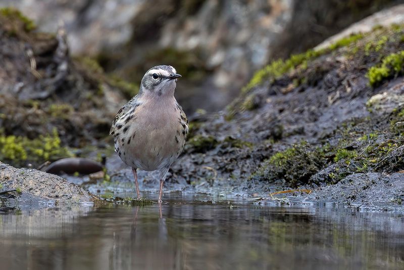 Rosy Pipit