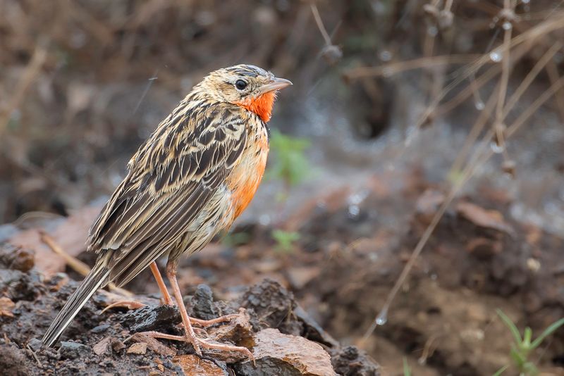 Rosy-throated Longclaw