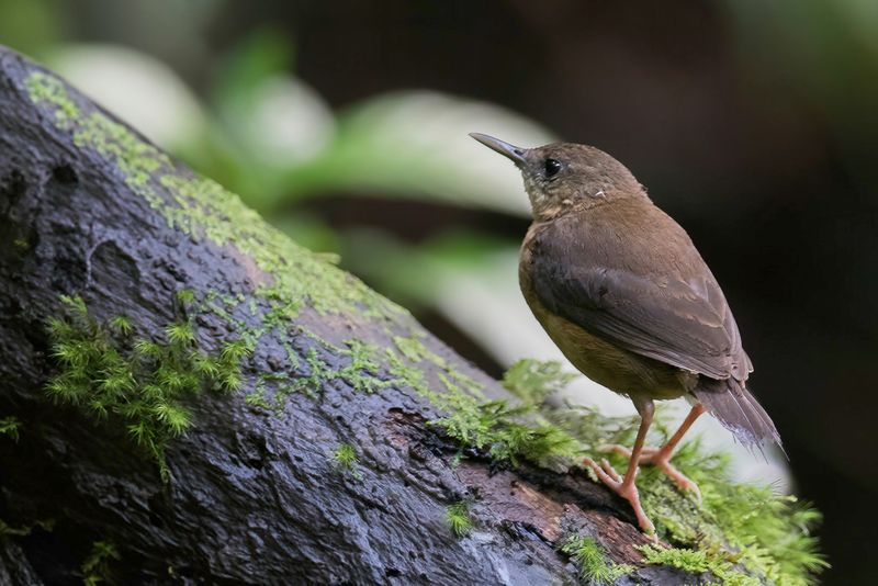 Sao Tome Shorttail