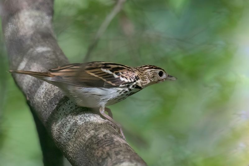 Sokoke Pipit