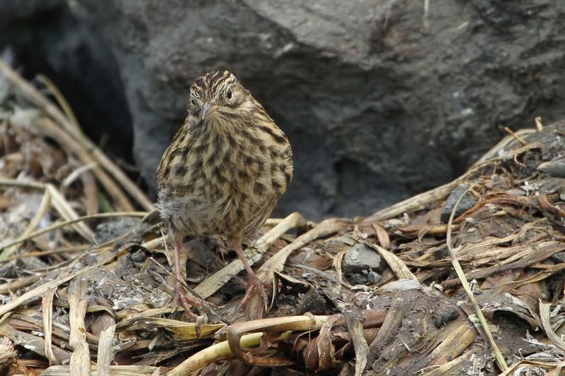 South Georgia Pipit