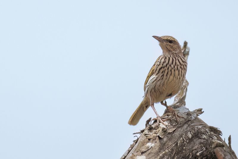 Striped Pipit