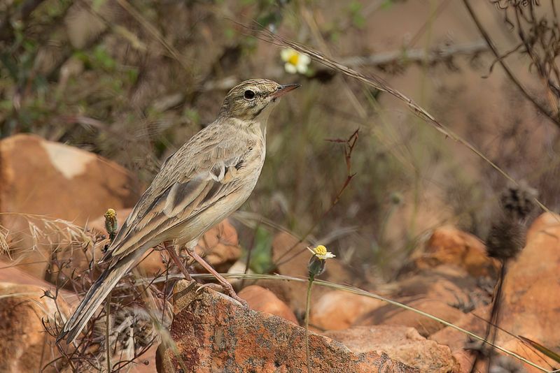 Tawny Pipit