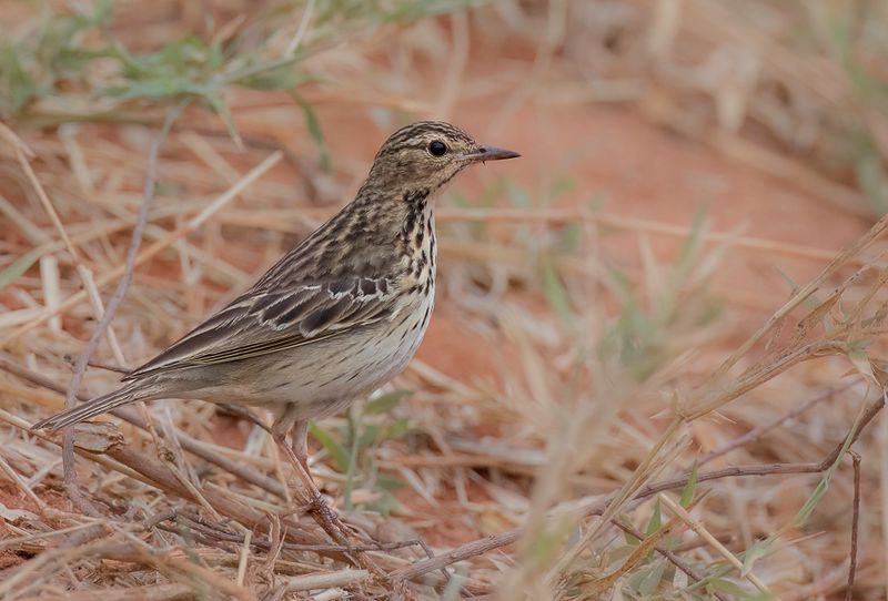 Tree Pipit