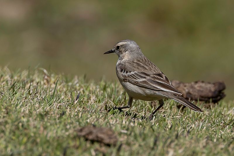 Water Pipit