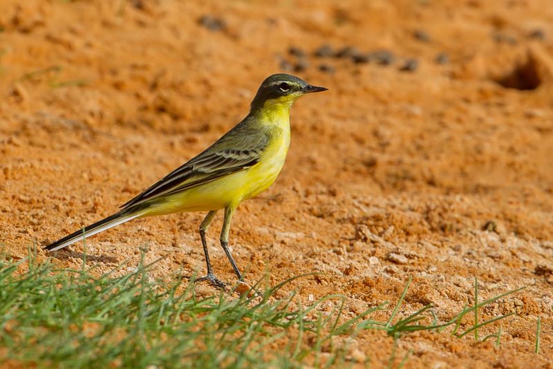 Western Yellow Wagtail