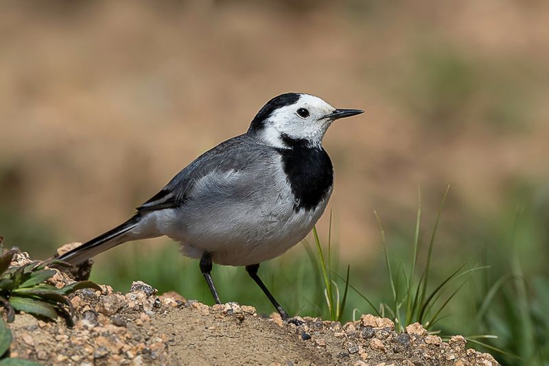 White Wagtail