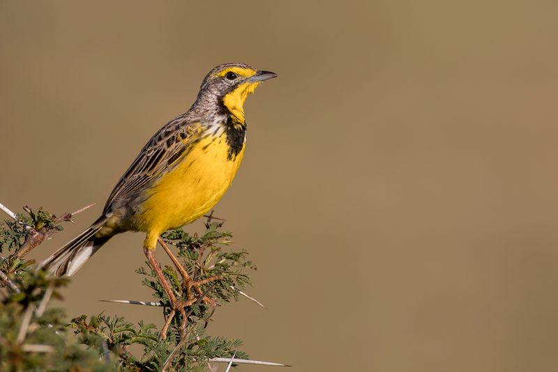 Yellow-throated Longclaw