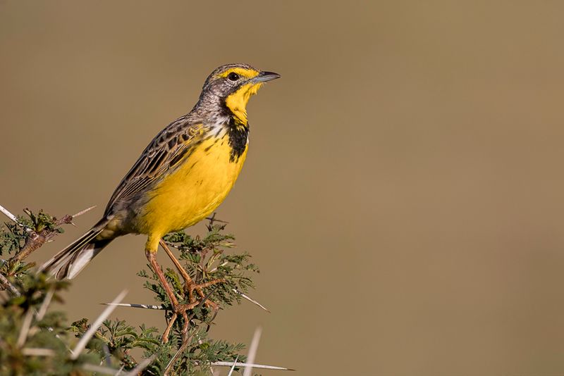 Yellow-throated Longclaw