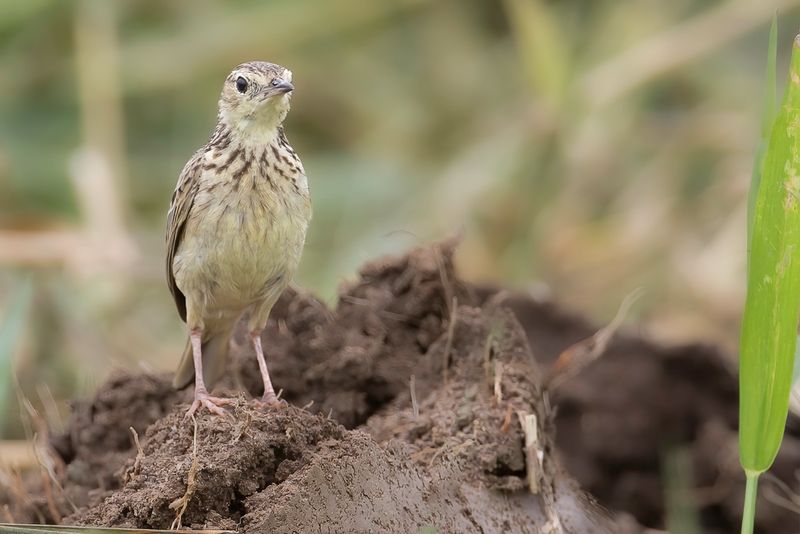 Yellowish Pipit