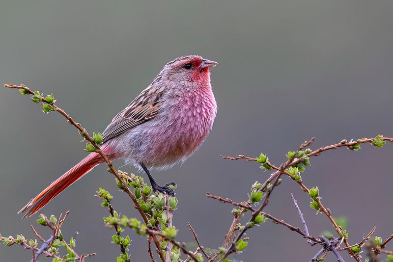230 Urocynchramidae - Przevalski's Finch