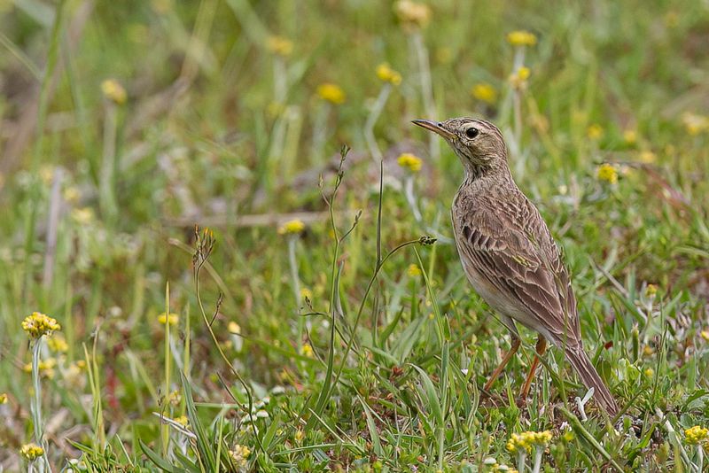 236 Motacillidae - Wagtails, Pipits