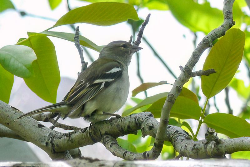 African Chaffinch