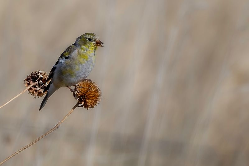 American Goldfinch (f)