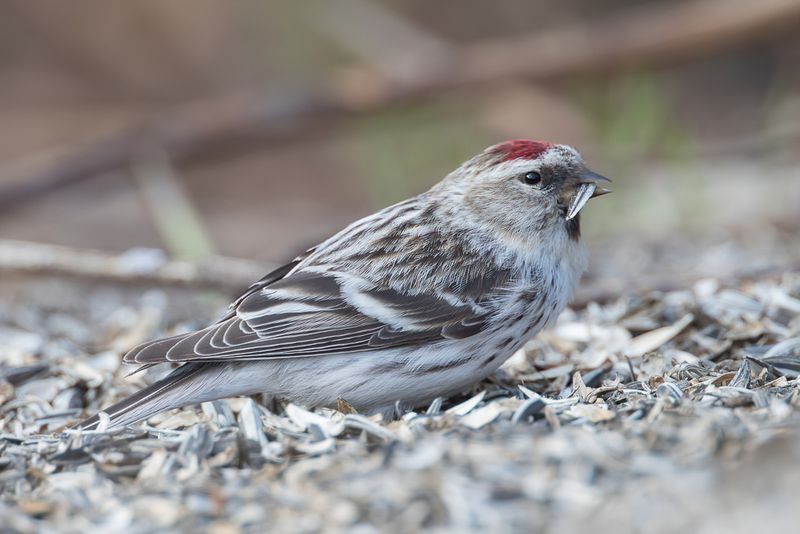 Redpoll