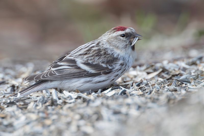 Redpoll