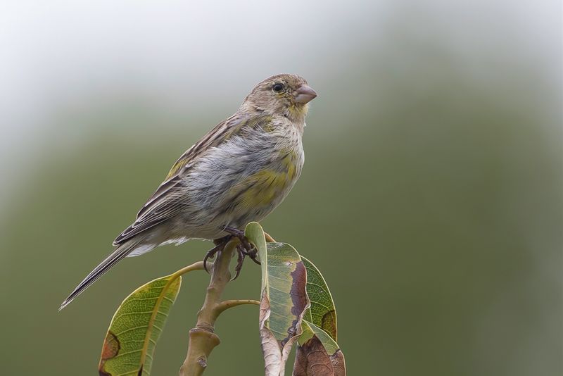 Atlantic Canary
