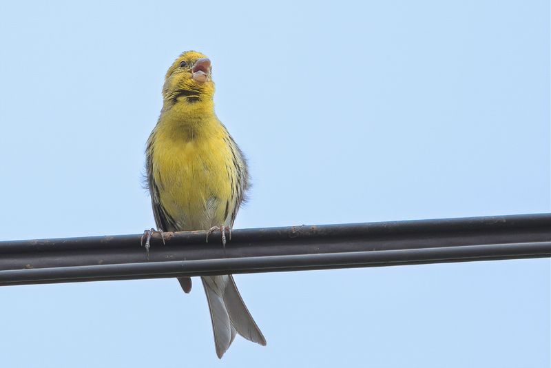 Atlantic Canary