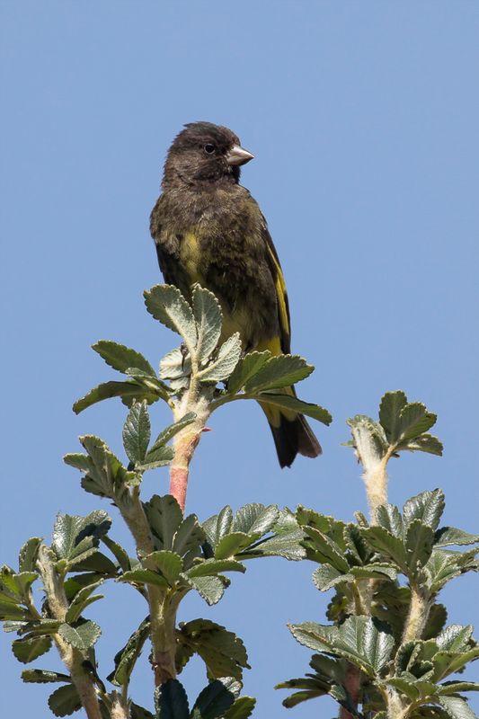 Black Siskin (m)