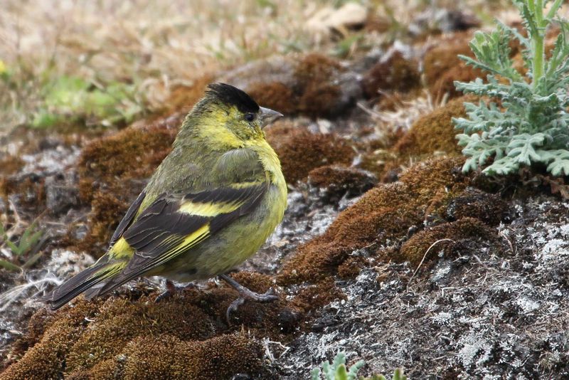 Black-chinned Siskin