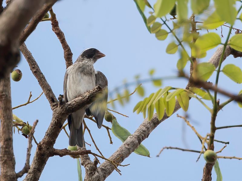 Black-eared Seedeater