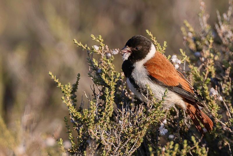 Black-headed Canary (m)