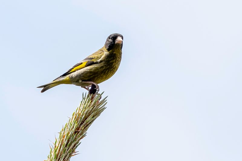 Black-headed Greenfinch (m)