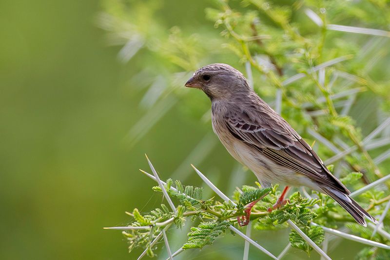 Black-throated Canary
