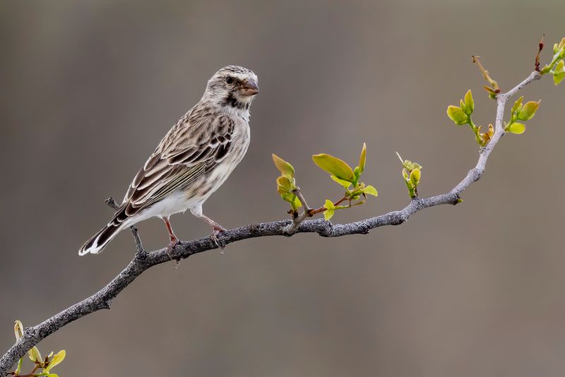 Black-throated Canary