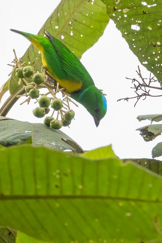 Blue-crowned Chlorophonia
