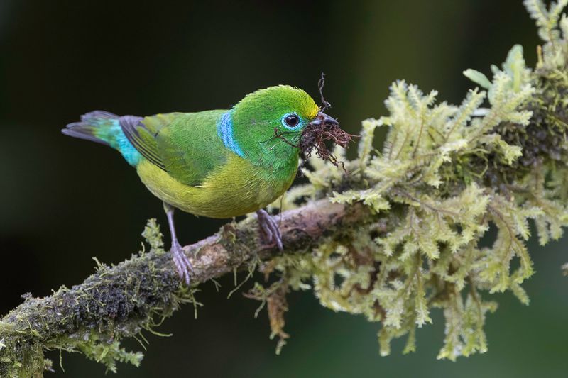 Blue-naped Chlorophonia (f)