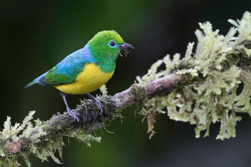 Blue-naped Chlorophonia (m)